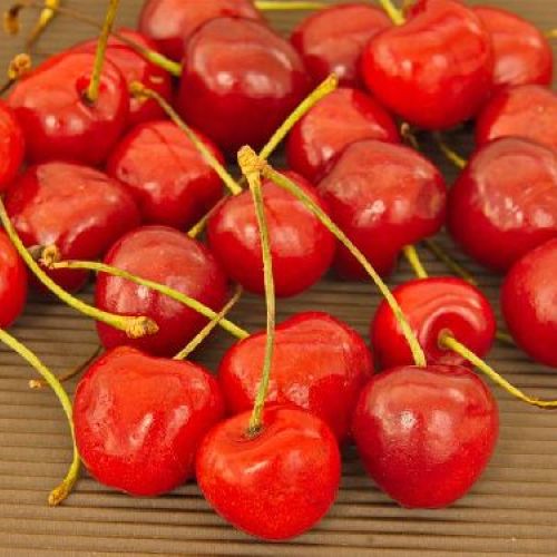 PRUNUS AVIUM V24 CILIEGIO <br/> Piante e Alberi da Frutto