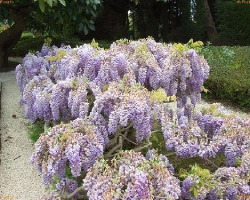 WISTARIA SINENSISVIOLA V18 GLICINE <br/> Piante Rampicanti