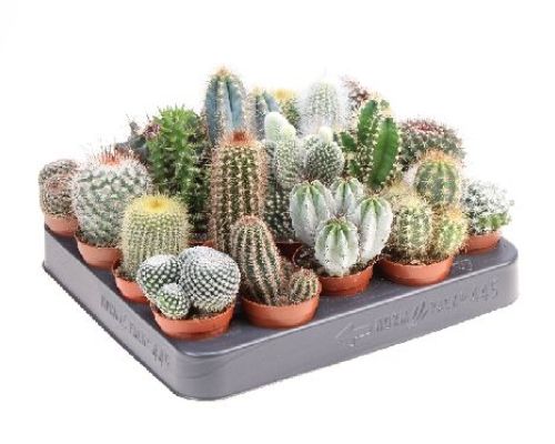 PIANTE GRASSE V.6 <br/> Piante Grasse