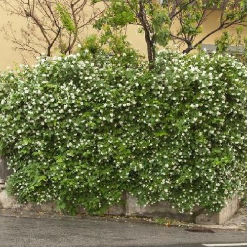 PHILADELPHUS VIRGINAL  V.25 <br/> Piante Fiorite da Giardino