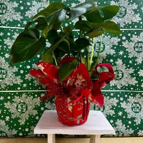 MOSTERA DELICIOSA V17 <br/> Piante Verdi da Interno