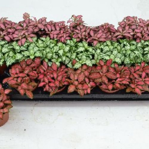 FITTONIA MIX V10 <br/> Piante Verdi da Interno