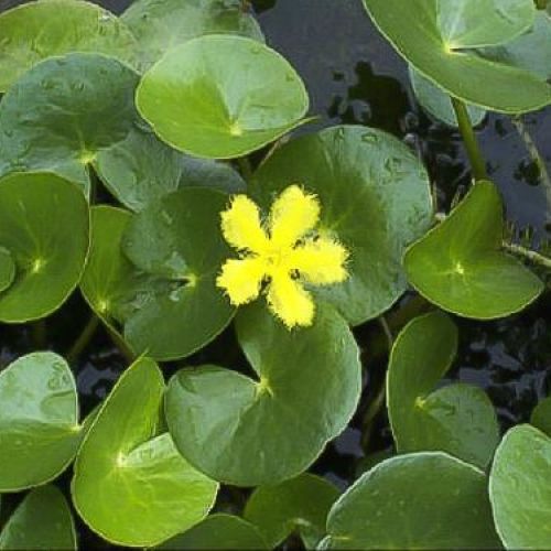 NYMPHOIDES PELTATA V11 <br/> Piante Perenni ed Erbacee, Fiori Perenni