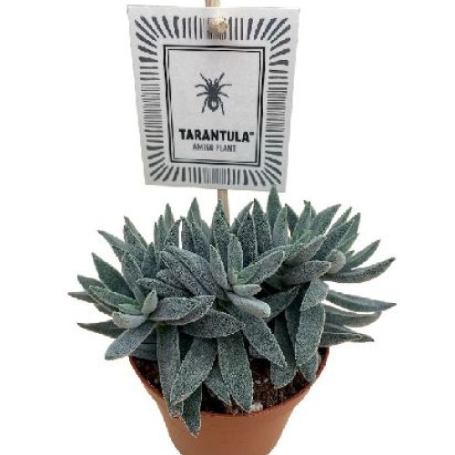 CRASSULA TARANTULA V.10 <br/> Piante Grasse