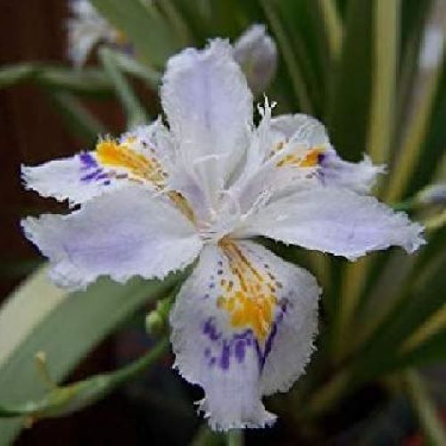 IRIS TECTORUM CRUELLA V18 <br/> Piante Perenni ed Erbacee, Fiori Perenni