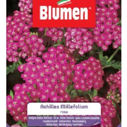 Blumen giardino fiori Achillea millefolium rosa <br/> Semi da Fiore