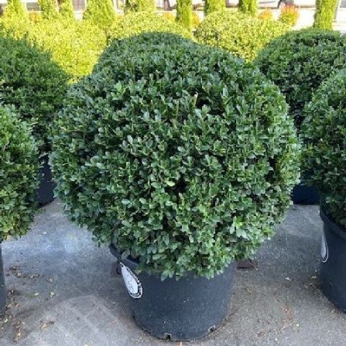 ILEX CRENATA A PALLA V25 <br/> Piante Ornamentali