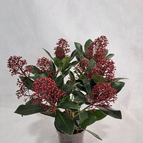SKIMMIA JAPONICA RUBELLA V.11 <br/> Piante acidofile