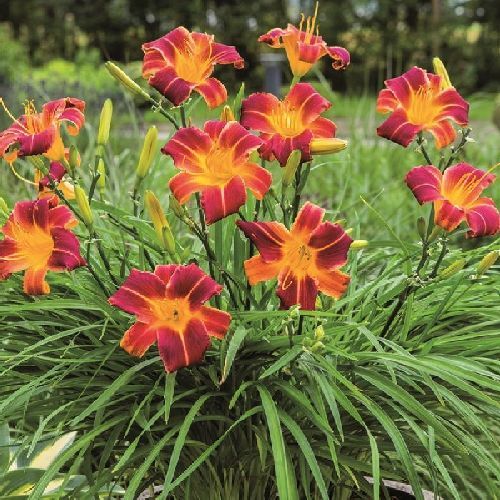 HEMEROCALLIS EVERYDAYLILY RED V17 <br/> Piante Perenni ed Erbacee, Fiori Perenni