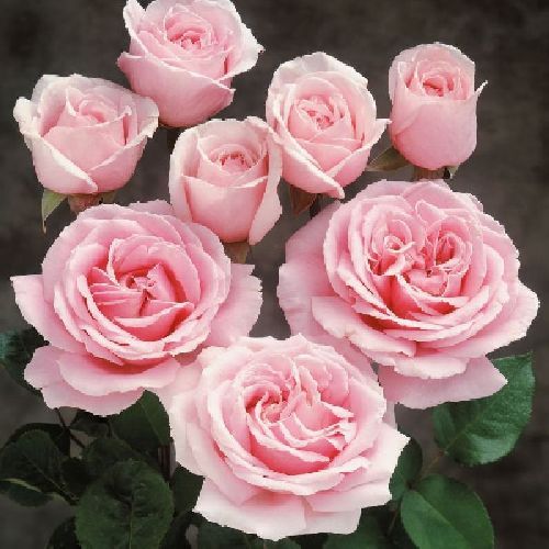 ROSA F. GRANDI FREDERIC MISTRAL V14X14 <br/> Piante Fiorite da Giardino