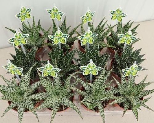 ALOE MIX V9 <br/> Piante Grasse