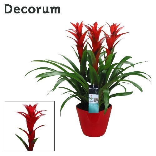 GUZMANIA V21 <br/> Piante Fiorite da Interno