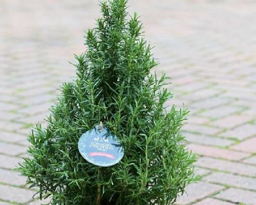 ROSMARINUS OFFICINALE PIRAMIDE V19 ROSMARINO <br/> Piante Aromatiche