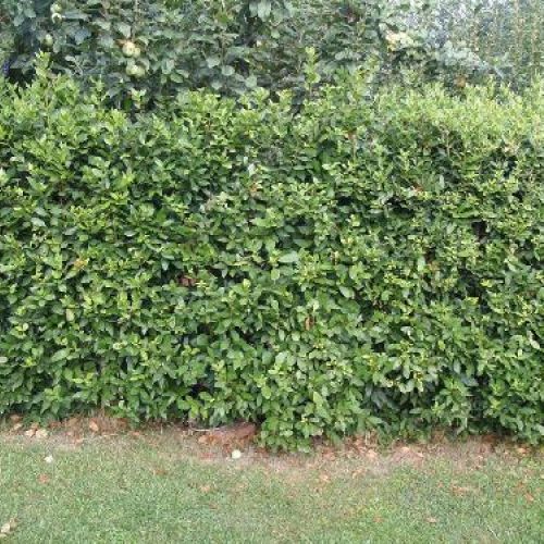 LAURO NOBILIS O ALLORO H 100/150 CM <br/> Piante Aromatiche