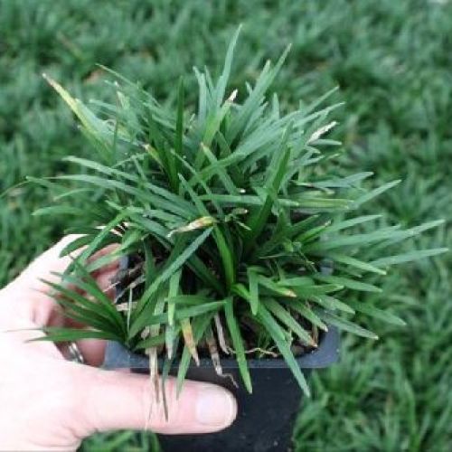 CONVALLARIA JAPONICA NANA V10 <br/> Piante Perenni ed Erbacee, Fiori Perenni