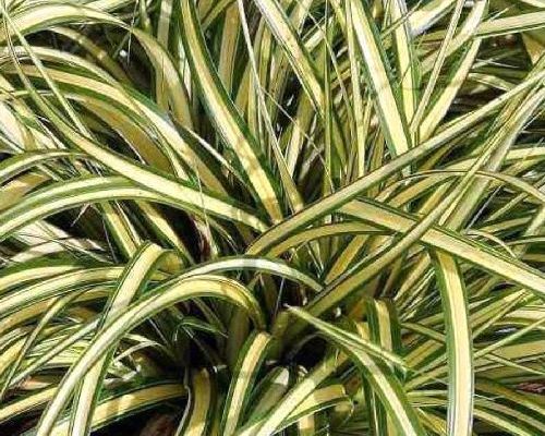 CAREX OSHIMENSIS EVERGOLD V17 <br/> Piante Perenni ed Erbacee, Fiori Perenni