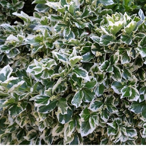 EVONIMUS FORTUNEI EMERALD GAIETY V17 <br/> Arbusti