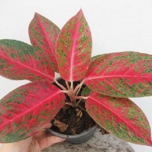 AGLOMENA RED FIRE V9 <br/> Piante Verdi da Interno