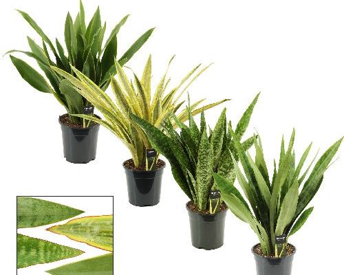 SANSEVERIA  TRIFASCIATA MIX V19 <br/> Piante Verdi da Interno