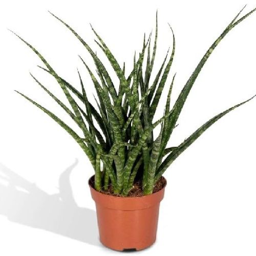 SANSEVERIA FERNWOOD V6 <br/> Piante Verdi da Interno