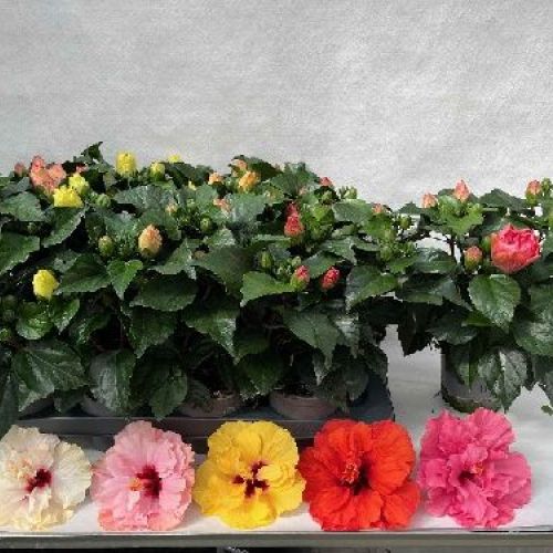HIBISCUS SINENSIS V14 <br/> Piante Fiorite da Interno