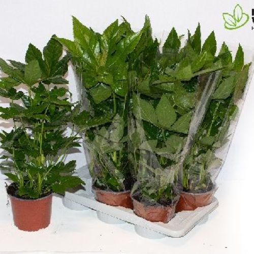 FATSIA JAPONICA V.17 H.80 ARALIA <br/> Piante Verdi da Interno