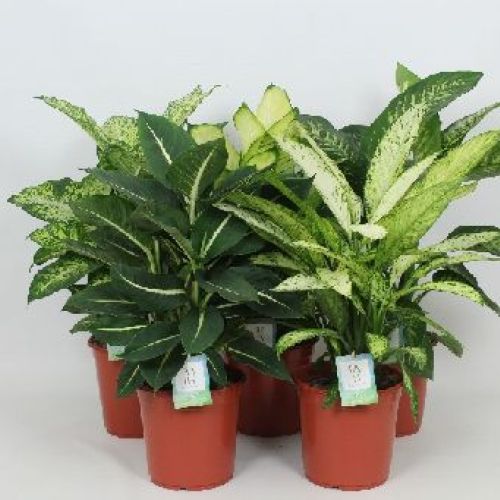 DIEFFENBACHIA MIX V24 <br/> Piante Verdi da Interno
