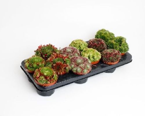 SEMPREVIVUM MIX  V10 <br/> Piante Ornamentali