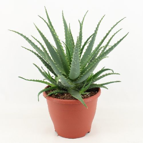ALOE ARBORESCENS V23 <br/> Piante Grasse