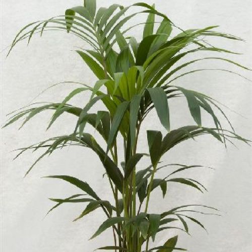 HOWEIA FORSTERIANA KENTIA V27 <br/> Piante Verdi da Interno