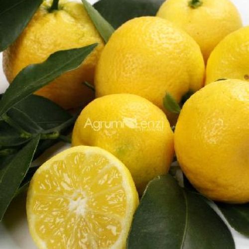 CITRUS PURSHA V20 LIMONCINO DOLCE <br/> Piante e Alberi da Frutto