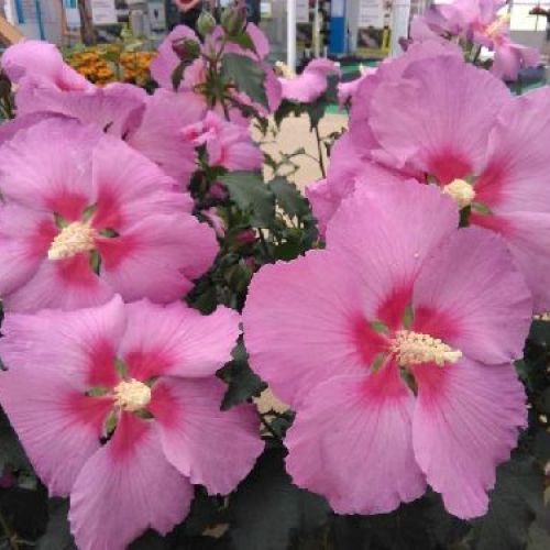 HIBISCUS SYR. BIG HIBIKISS V23 <br/> Piante Fiorite da Giardino