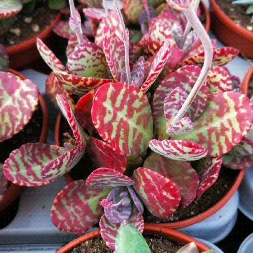 KALANCHOE ZEBRA V5 <br/> Piante Grasse