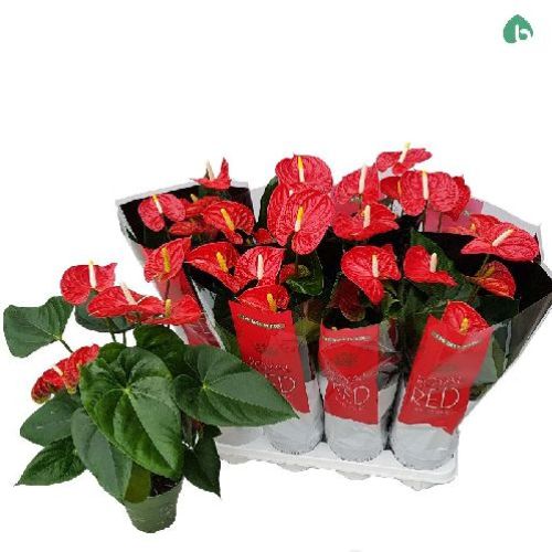 ANTHURIUM ANDREANUM MIX V.14 <br/> Piante Fiorite da Interno
