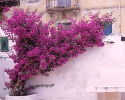 BOUGAINVILLEA CALIFORNIANA V14 <br/> Giardino Mediterraneo