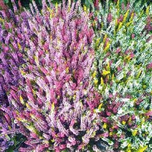 ERICA CALLUNA TRICOLOR V17 <br/> Piante Fiorite da Giardino