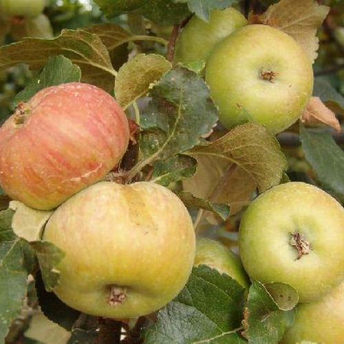 MELO ANTICO POLPA ROSSA V.22 MALUS COMMUNIS <br/> Piante e Alberi da Frutto