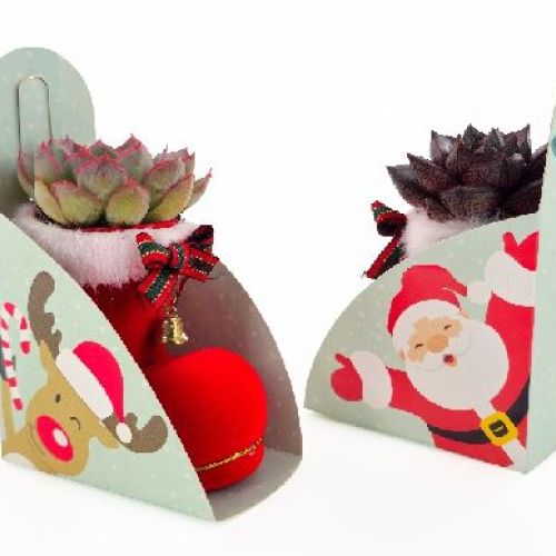 ECHEVERIA CHRISTMAS BOOT <br/> Piante Grasse