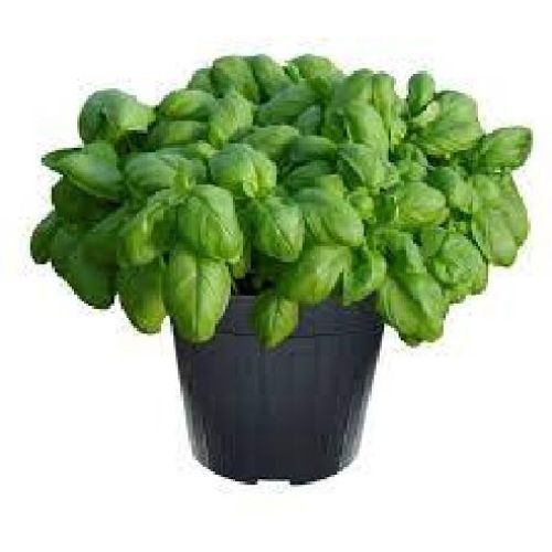 BASILICO V.14 <br/> Piante Aromatiche
