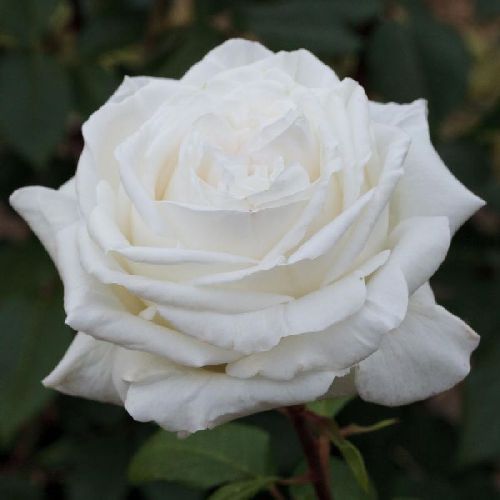ROSA G. FIORI PIERRE ARDITI MEICALANQ V 14X14 <br/> Piante Fiorite da Giardino