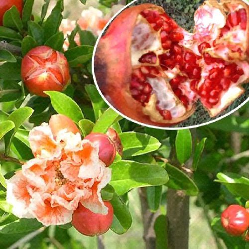 PUNICA GRANATUM FINA TENDRAL V17 MELOGRANO <br/> Piante e Alberi da Frutto