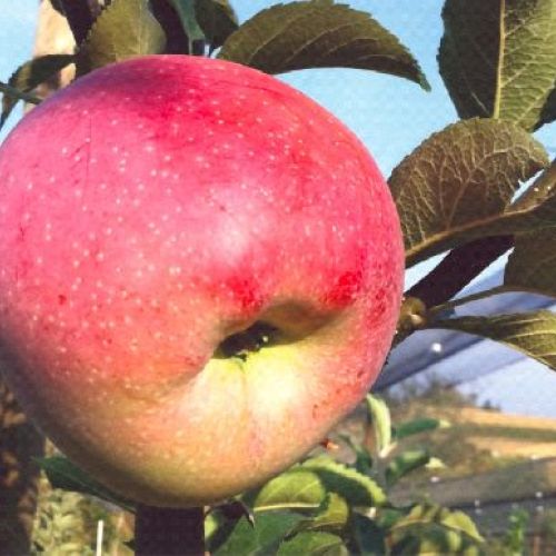MALUS COMMUNIS ROSA DI CALDARO V24 MELA <br/> Piante e Alberi da Frutto