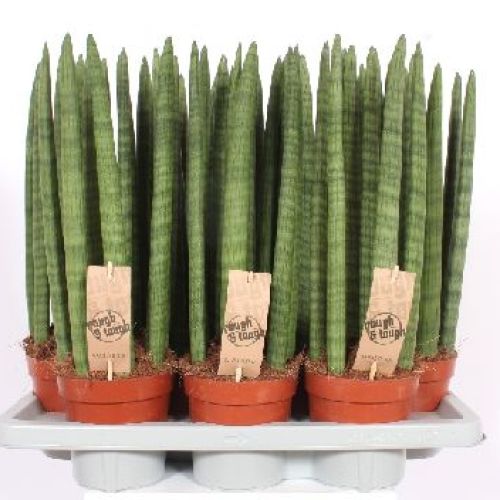 SANSEVIERIA CYLINDRICA V14 <br/> Piante Verdi da Interno
