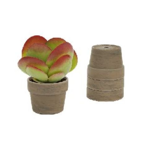KALANCHOE THYRSIFLORA V11 <br/> Piante Grasse