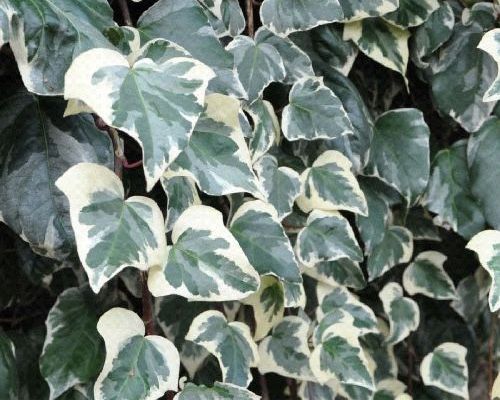 HEDERA GLOIRE DE MARENGO V17 <br/> Piante Rampicanti