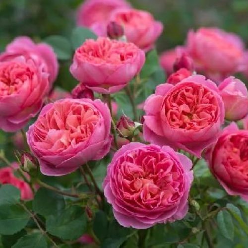 ROSE FOREVER V.18 <br/> Piante Fiorite da Giardino