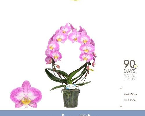 PHALAENOPSIS ARCO PINK V12 <br/> Piante Fiorite da Interno