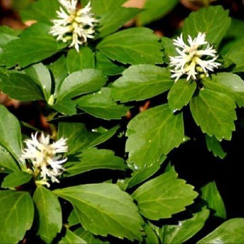 Pachysandra v.7 <br/> Piante Ornamentali