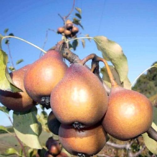 PYRUS COMMUNIS MARTIN SEC V24 PERA <br/> Piante e Alberi da Frutto