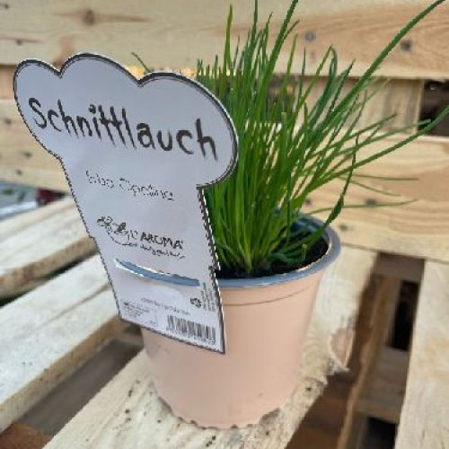 ERBA CIPOLLINA L'AROMA V14 ALLIUM SCHOENOPRASUM <br/> Piante Aromatiche